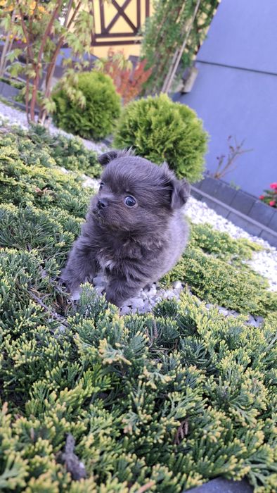 Unikatowa suczka chihuahua niebieska XXS długowłosa blue