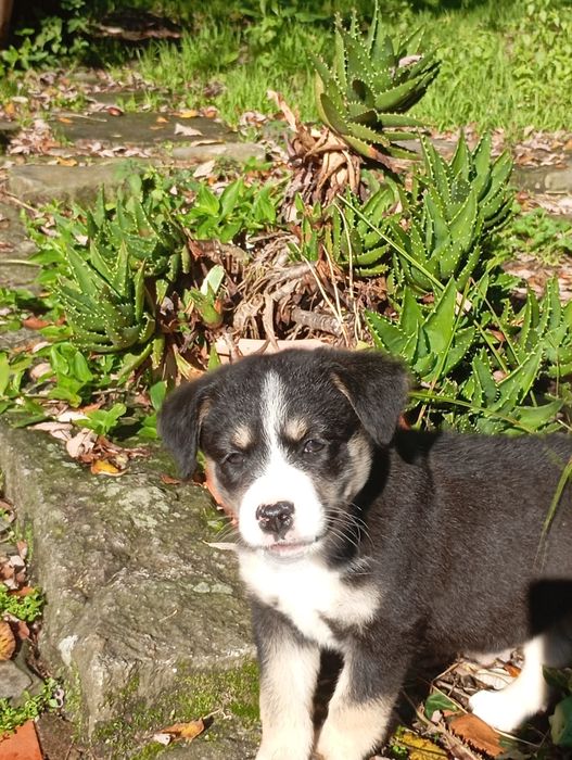 Cria de husky não puro para doar.