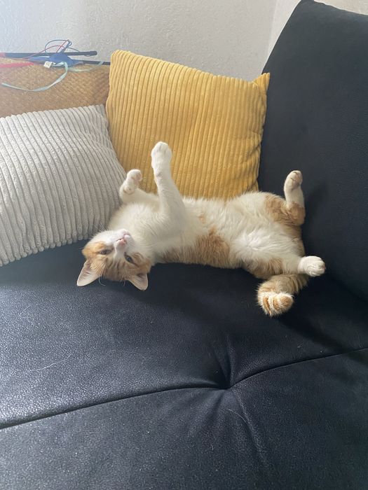 Rudzik poleca się do adopcji
