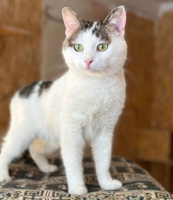 Елвин котенок, котик 1,5 года, красивый