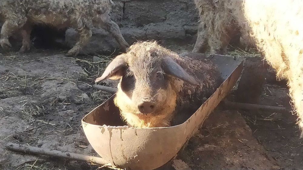 Поросята Венгерской Мангалицы