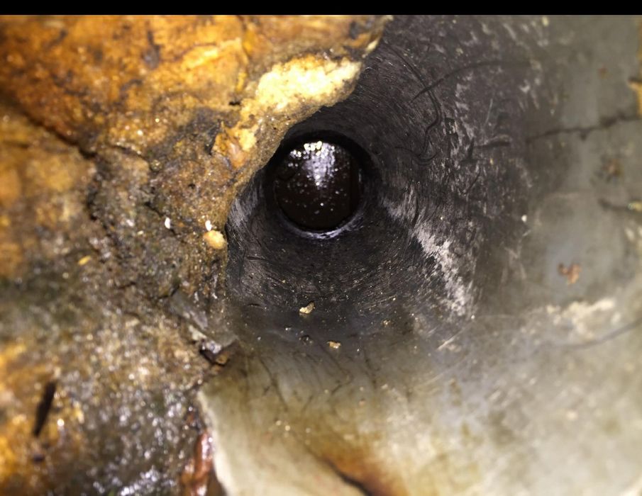 Чистка сливных ям