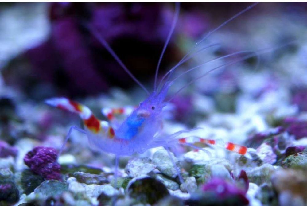 Krewetka boksująca akwarium morskie