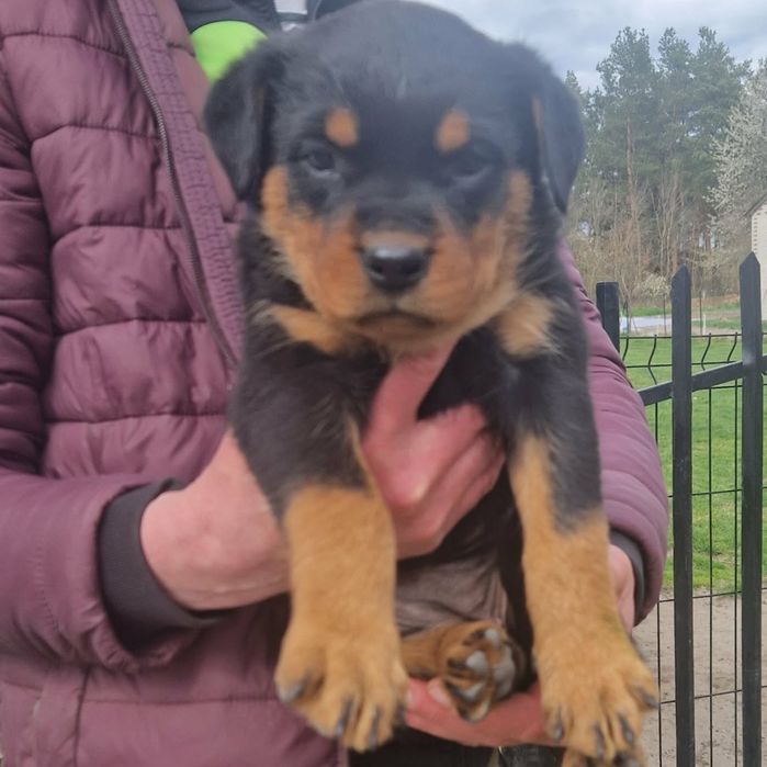 Rottweiler szczeniak