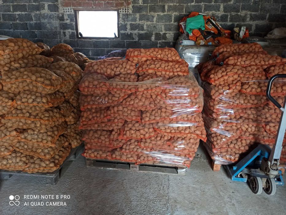 Ziemniaki jadalne Surmia Werbena kaliber 30-50!