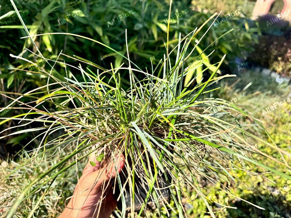 Sesleria skalna (Sesleria caerulea) Trawa ozdobna na skalniak 1.0L
