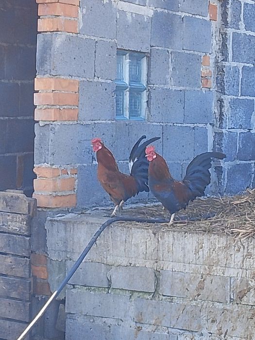 Koguty cwergi młode