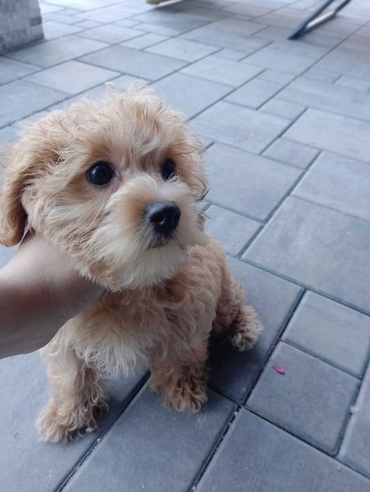 Śliczna sunia Maltipoo