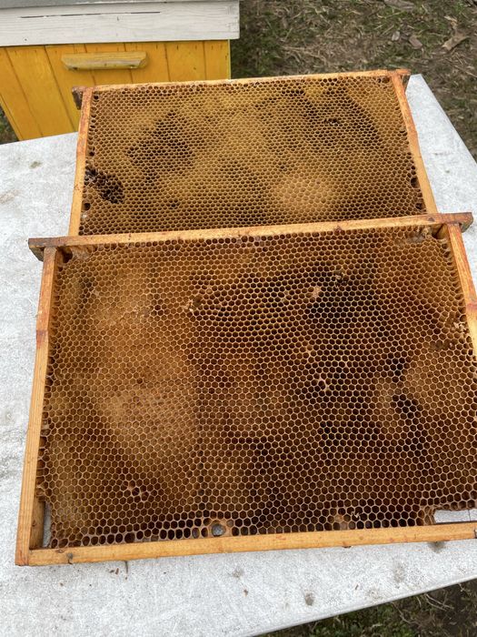 Ramki pszczele wielkopolskie z woskiem suszem