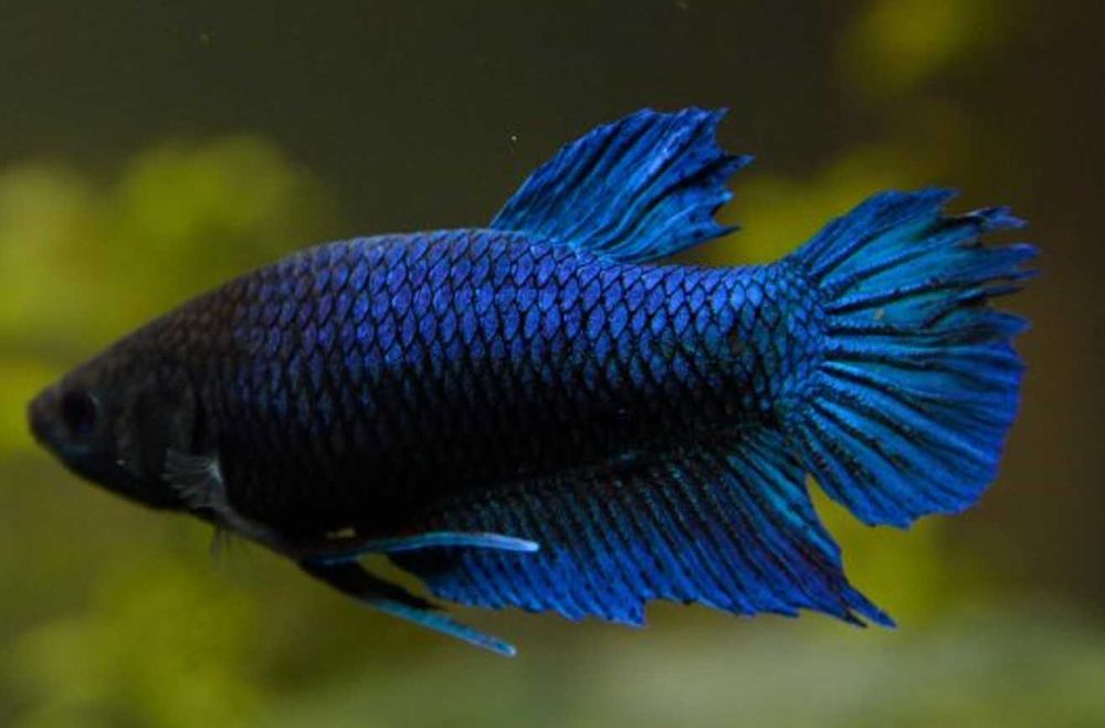 Bojownik wspaniały SAMICA NIEBIESKA - Syjamski - Betta - wysyłamy