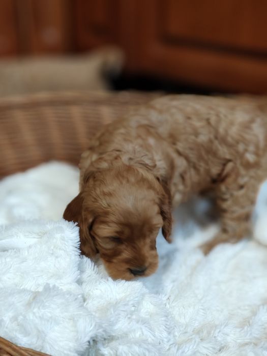Cockapoo.Arnold.Badania.Cocker Spaniel Angielski/ Pudel miniaturowy
