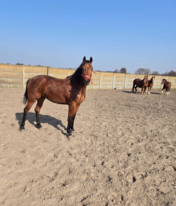 Klacz polski koń sportowy Rosa