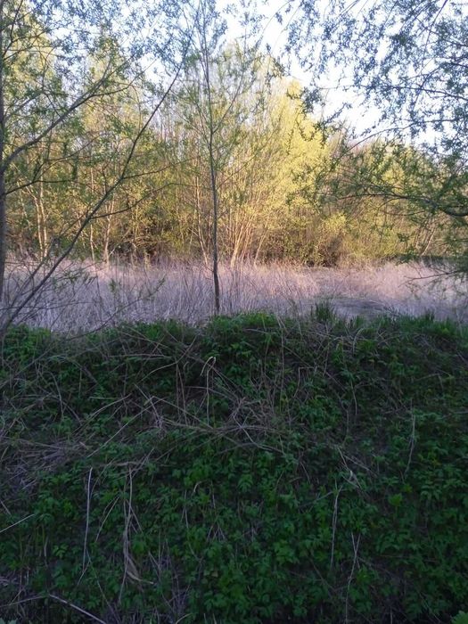 Продам земельну ділянку с. Олешин