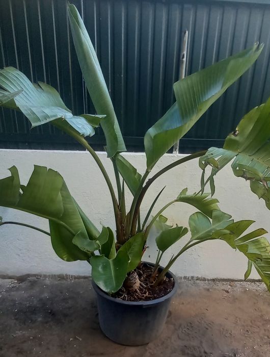 Strelitzia Nicolai/ Nicolai/ planta