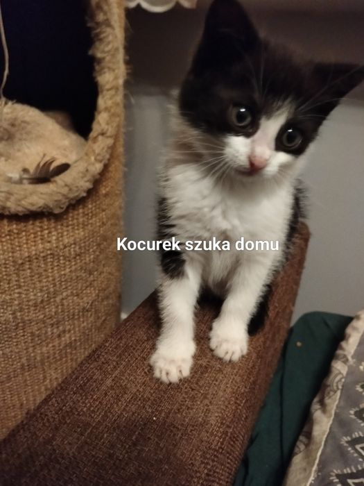 Oddam za darmo malutkiego koteczka