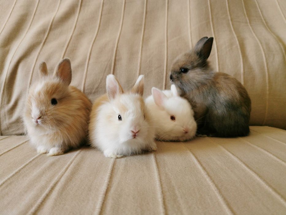 Mini Coelhos anões + gaiola nova + alimentação adequada