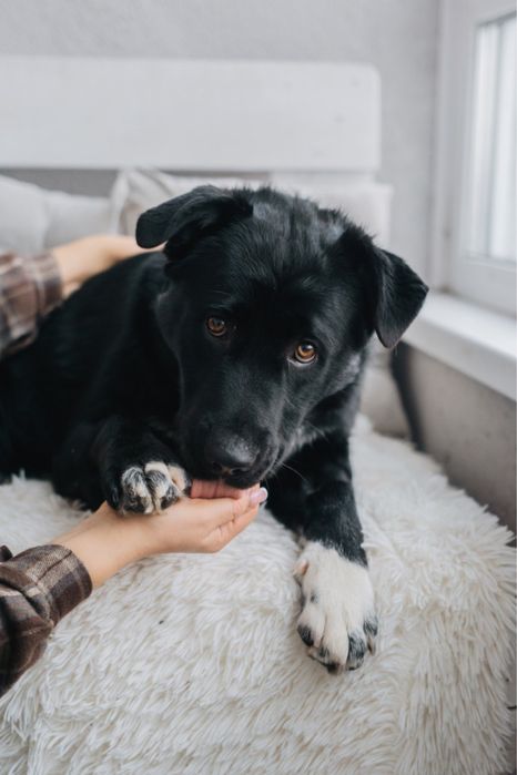 Віддам собаку в добрі руки