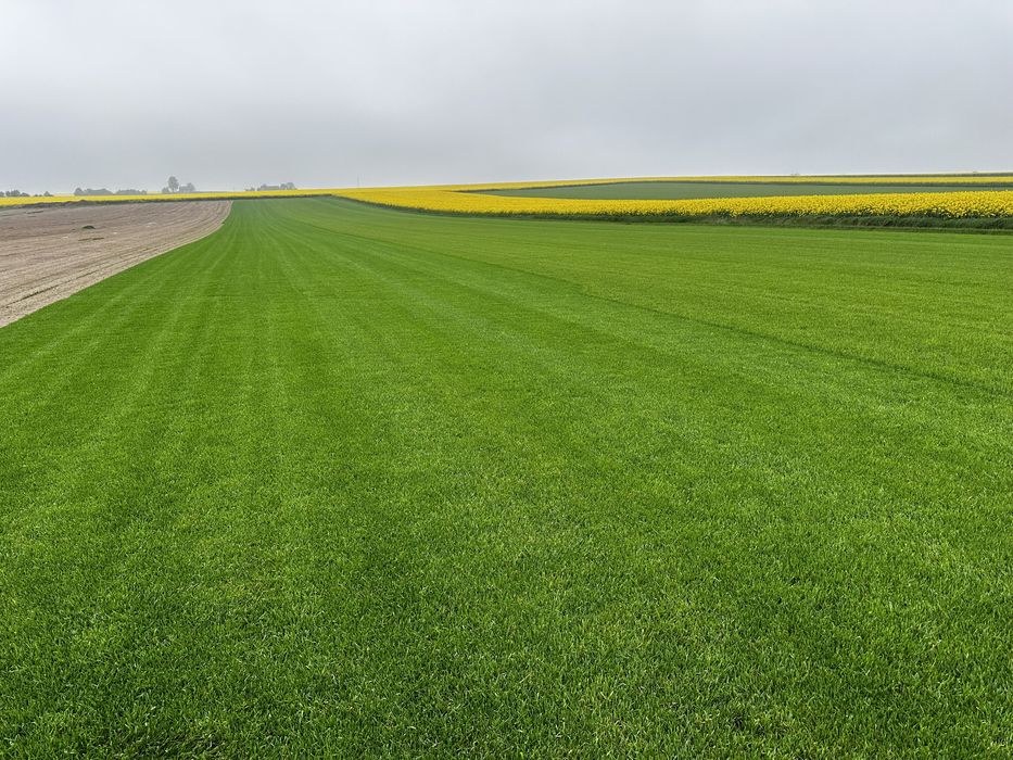 Trawa z rolki - nawodnienie ogrodu - trawnik rolowany