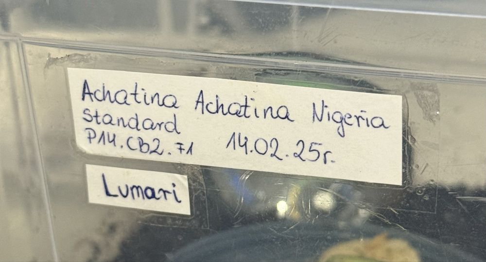 Ślimak afrykański Achatina Achatina Nigeria Standard