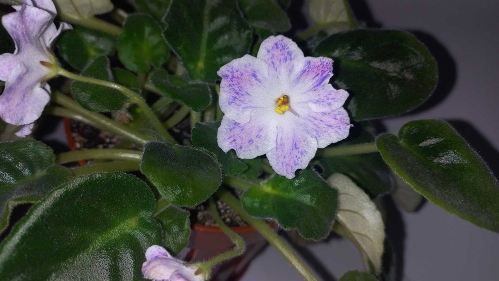 фиалка сенполия комнатный цветок