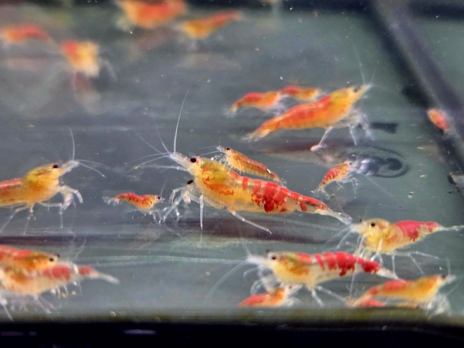 Krewetka caridina Calceo Bee Red Dragon