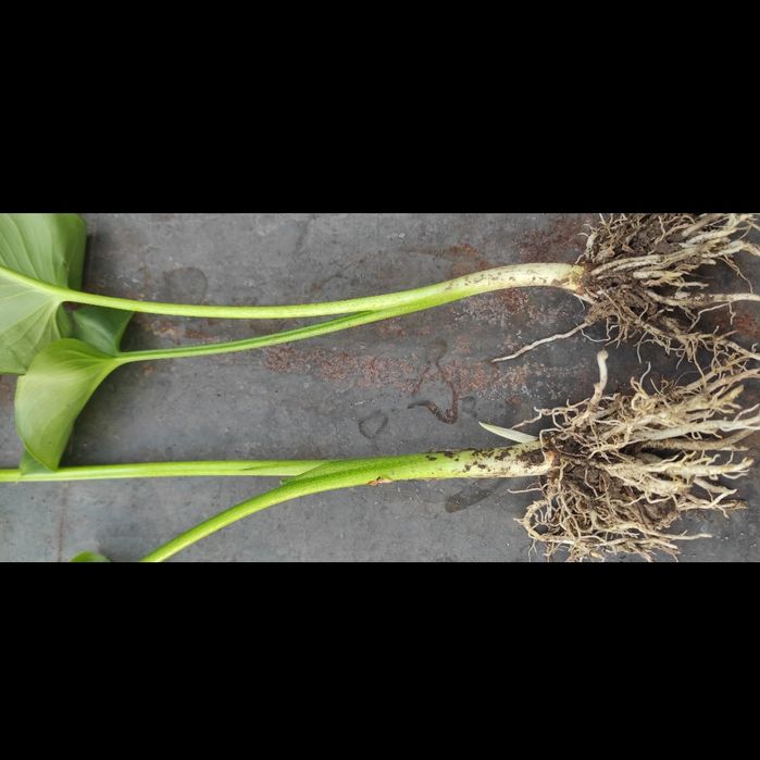 Сукуленти, Akiko, гіпеаструм білий, фікус, кімнатні рослини, гіпеастру