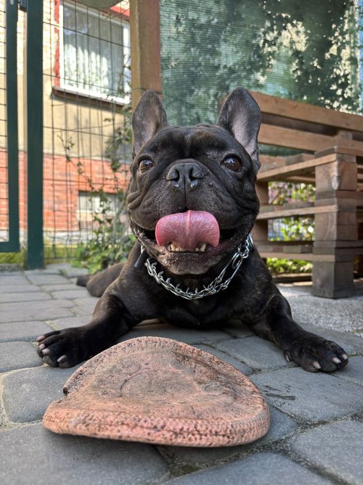 Buldog francuski szuka dobrego domu
