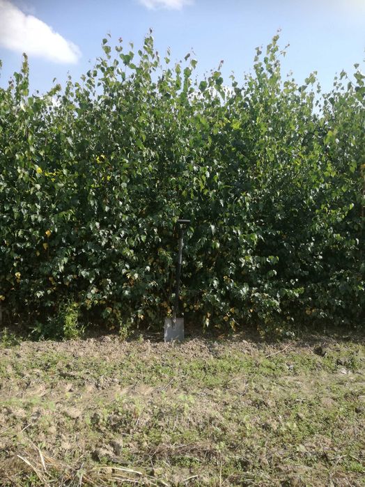 brzoza duże sadzonki obsadzenia zalesienia kopane z gruntu duża ilość