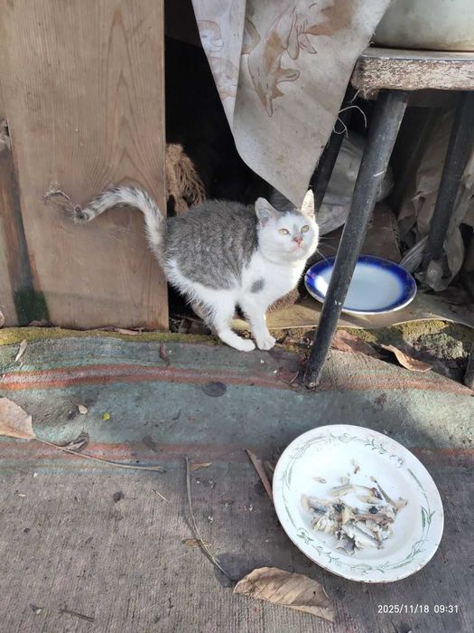 БЕЗКОШТОВНО віддамо в добрі руки кошенятко Сміла