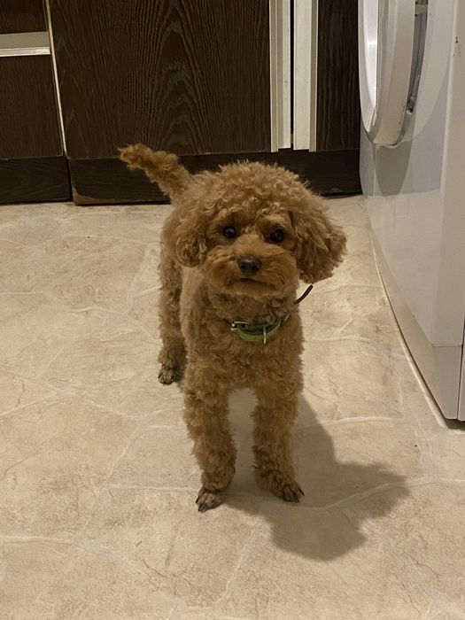 Тойпудель вязка