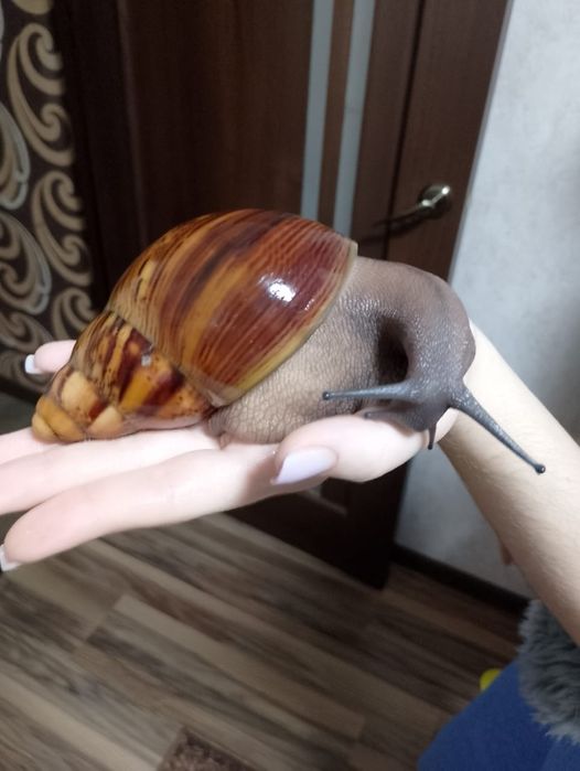 Продам равликів Архахатиніа