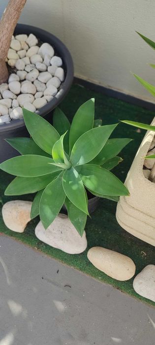 Agave dragão – Agave attenuata