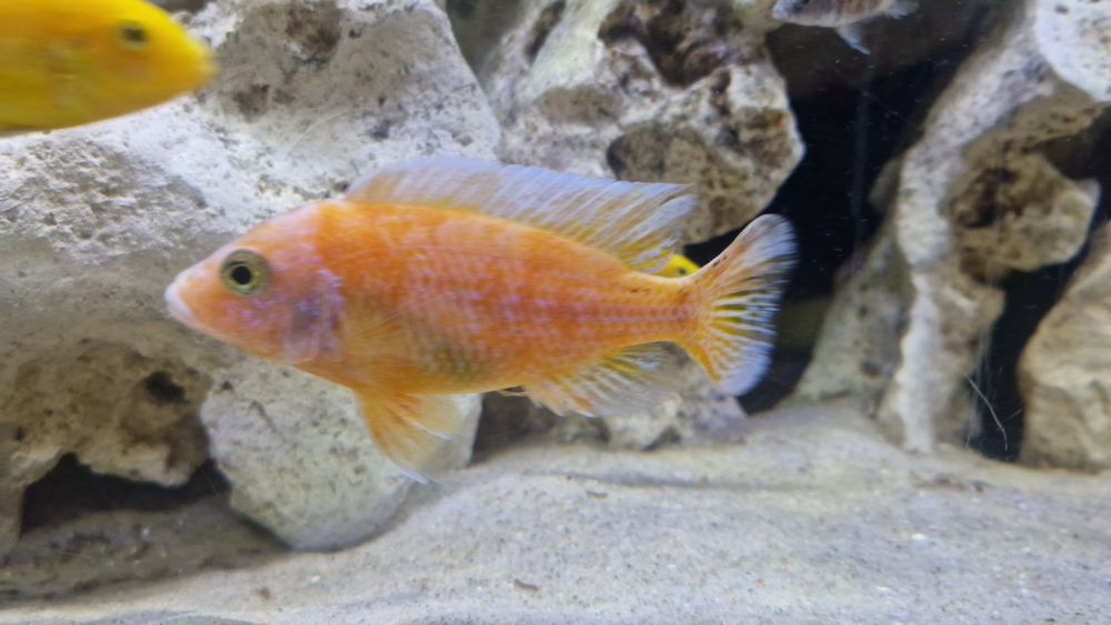 Fire fishi casal xl