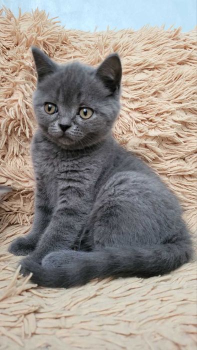 Кошеня Шотландське