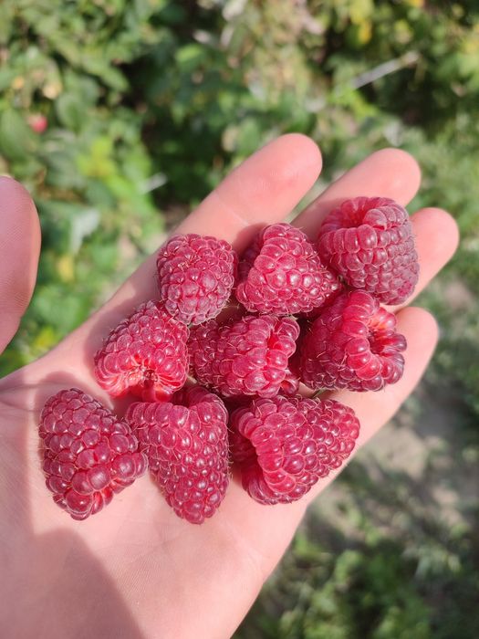 Продам саджанці малини  сорт Мапема