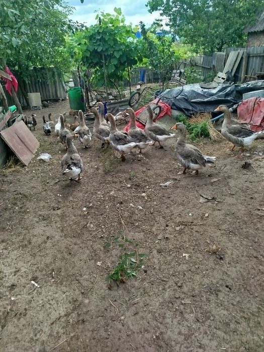 Продам гусей Змиёв