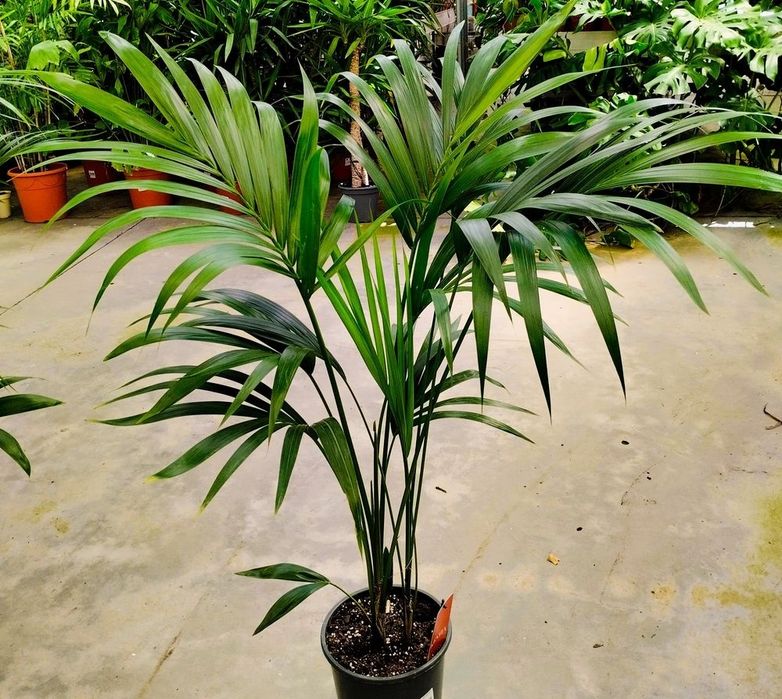 Palmeiras int/ exterior Kentia ou Howea forsteriana