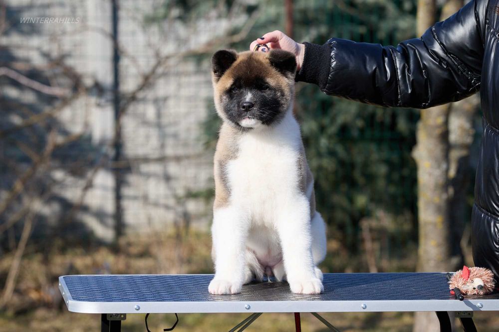 Дівчинка КСУ-FCI Американська Акіта American Akita