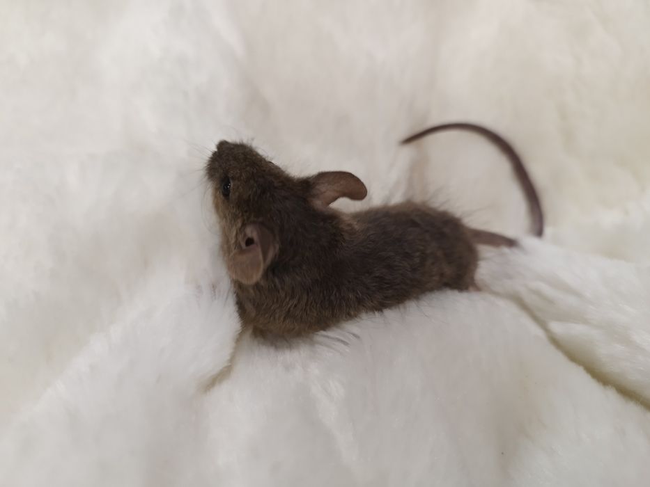 Mysz samiec Agouti z piękną kręconą sierścią! MASSON