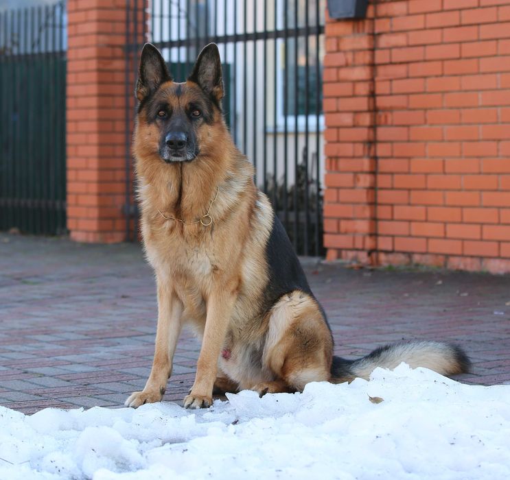 Кобель з документами для в'язки!!!