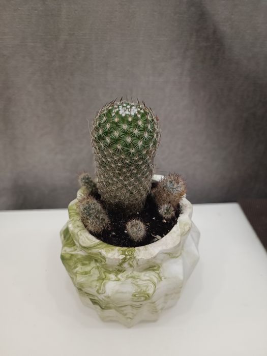 Кактус, кущові кактуси