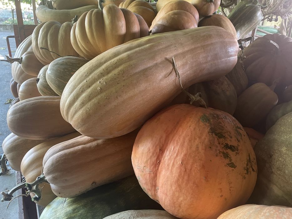 Abóboras de várias variedades