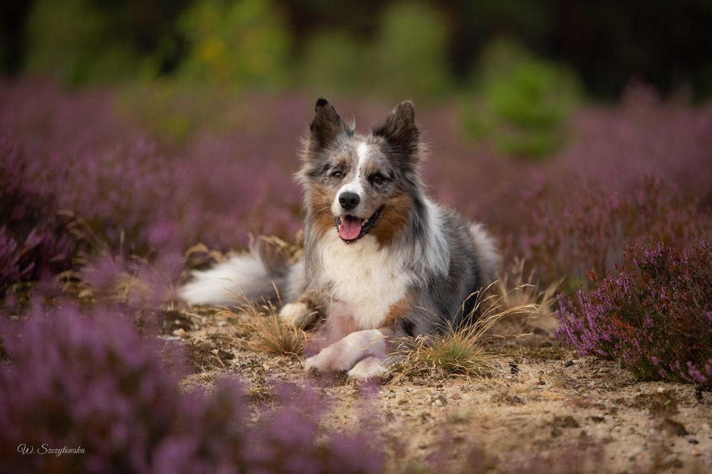 sunia tricolor border collie FCI