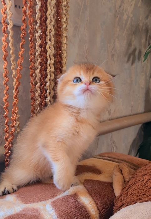 Золотая шиншилла мальчик