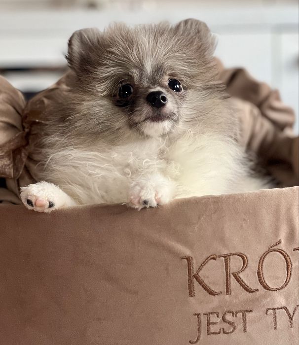 Szpic miniaturowy/pomeranian-maleńka dziewczynka