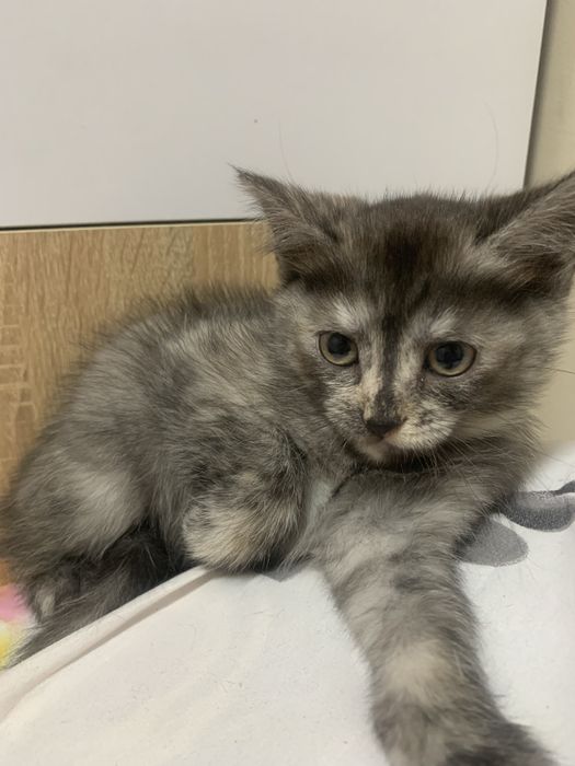 Віддам кошенят в добрі руки