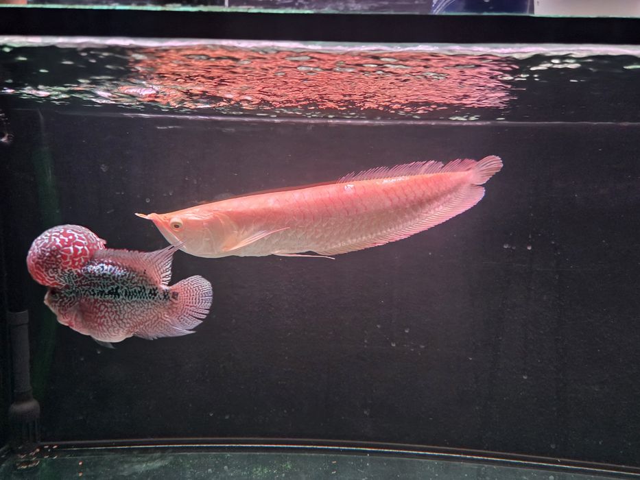 Vendo/Troco Arowana albina 35-40cm