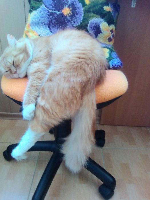 Тимофій бажає познайомитись...