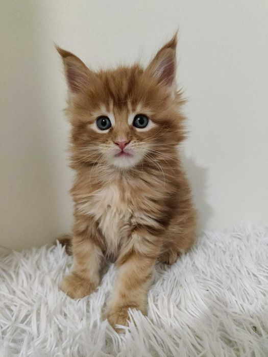 Maine Coon / ruda / FPL