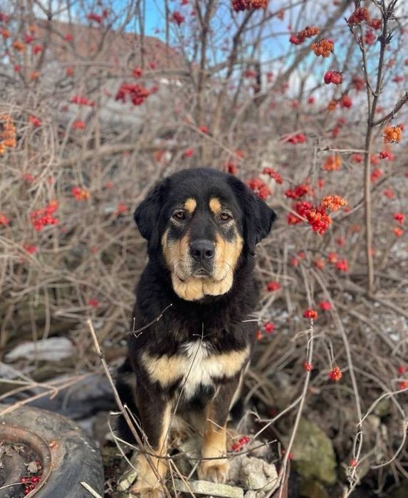 Отдаю тибесткого мастифа